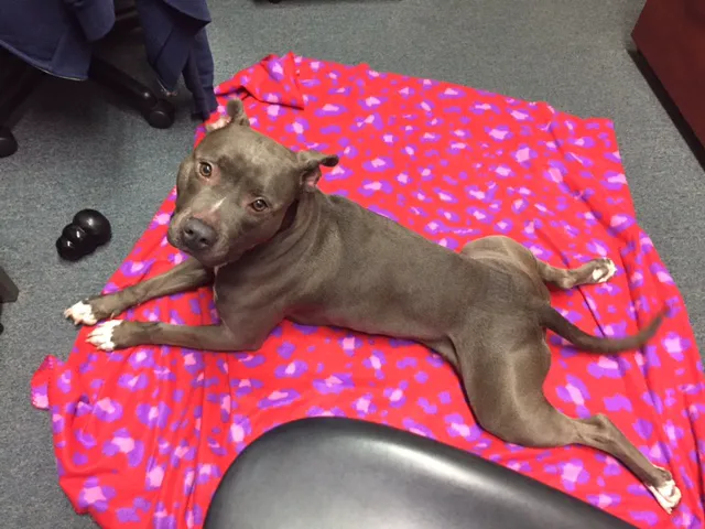 VCA Santa Anita Animal Hospital Picture 7