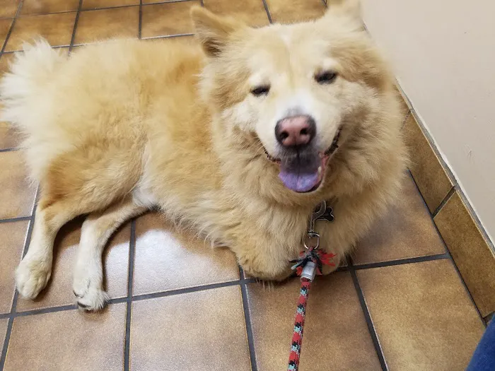 VCA Santa Anita Animal Hospital Picture 9