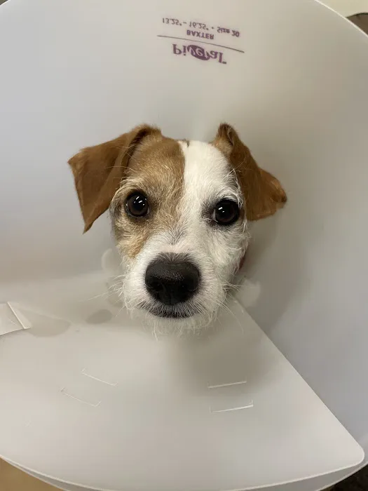 Tender Loving Care Animal Hospital Picture 4