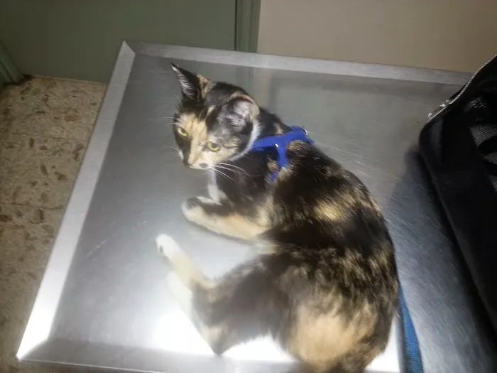 Tender Loving Care Animal Hospital Picture 1