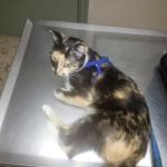 Tender Loving Care Animal Hospital