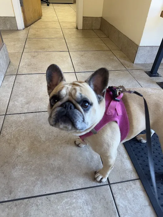 Animal Hospital of Palo Alto Picture 8