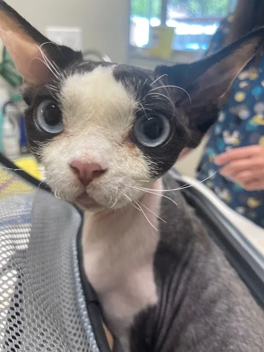 Animal Hospital of Palo Alto Picture 1