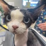 Animal Hospital of Palo Alto