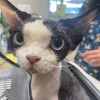 Animal Hospital of Palo Alto ico
