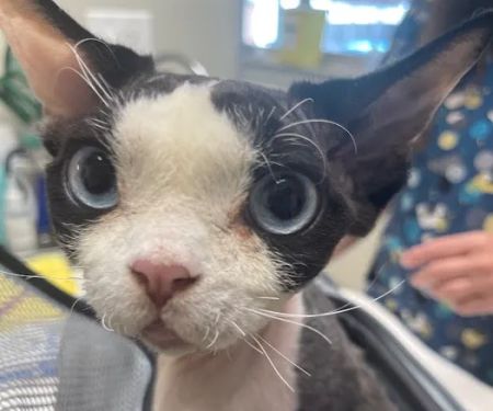 Animal Hospital of Palo Alto