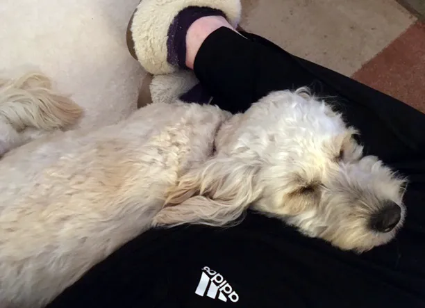Animal Hospital of Palo Alto Picture 2