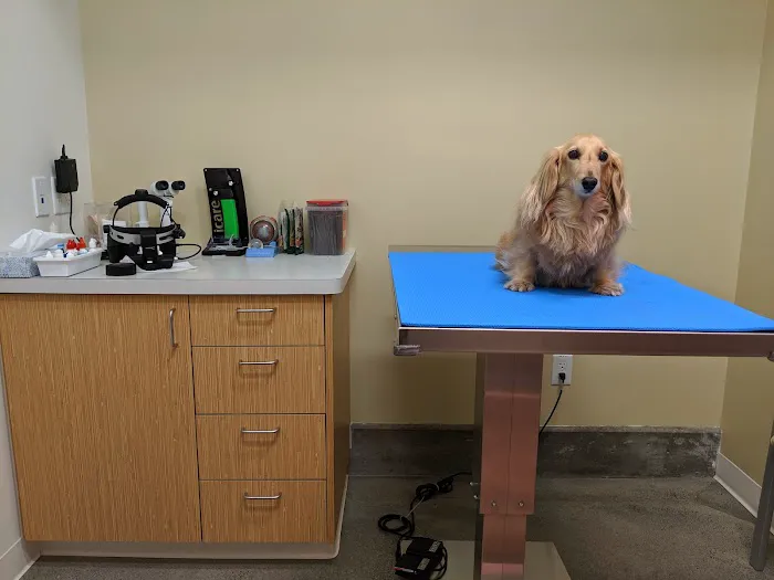 Vision Care For Animals Picture 2