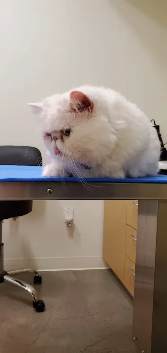 Vision Care For Animals Picture 6