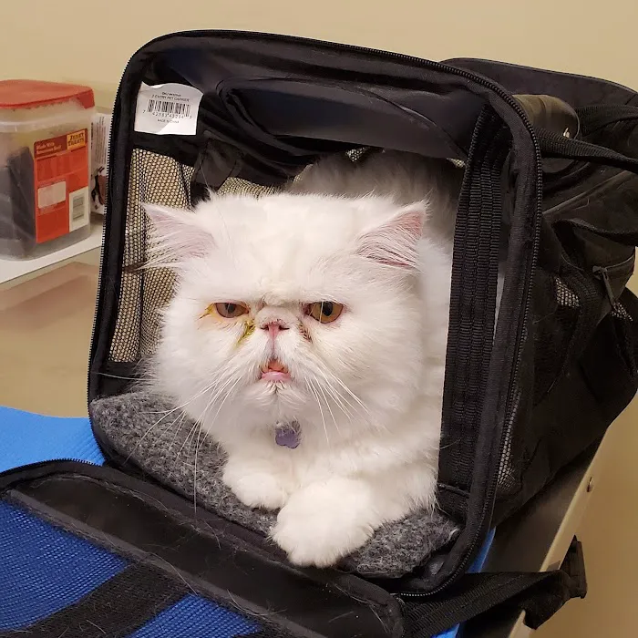 Vision Care For Animals Picture 7