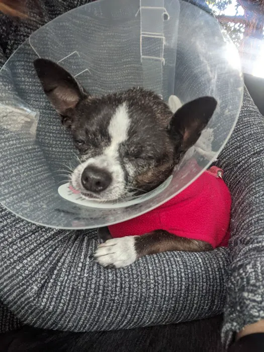 Vision Care For Animals Picture 5