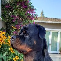 Vision Care For Animals ico