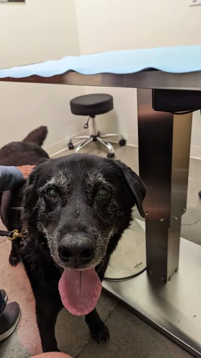Vision Care For Animals Picture 3