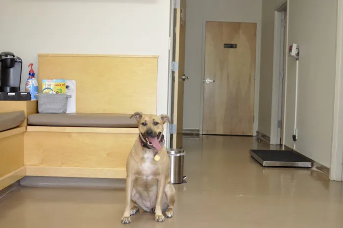 Midtown Veterinary Hospital Picture 1