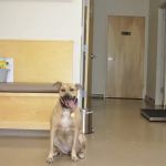 Midtown Veterinary Hospital
