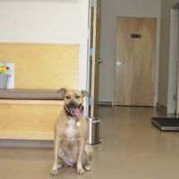 Midtown Veterinary Hospital ico