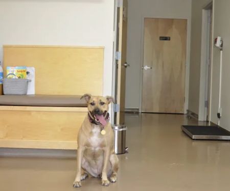 Midtown Veterinary Hospital