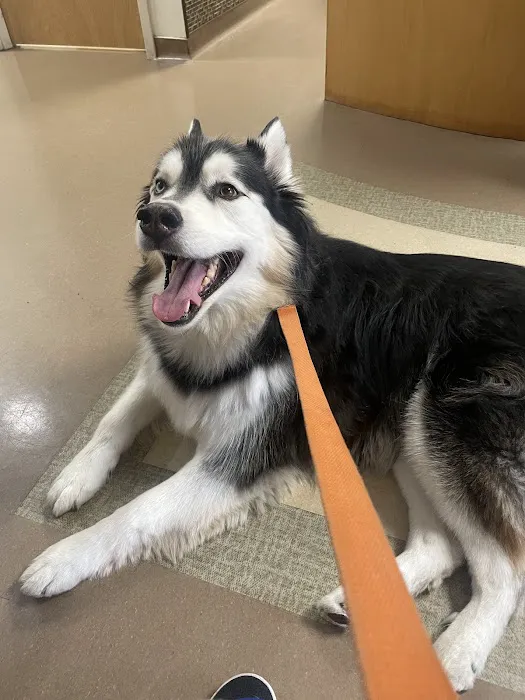 Midtown Veterinary Hospital Picture 5