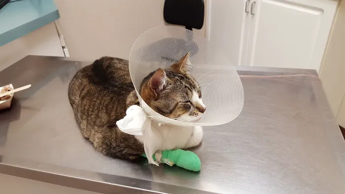 VCA All About Pets Animal Hospital Picture 7