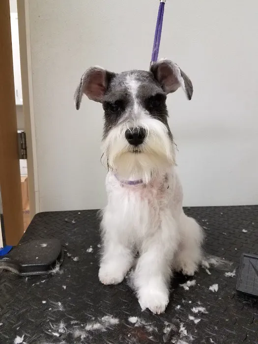 VCA All About Pets Animal Hospital Picture 1