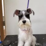 VCA All About Pets Animal Hospital