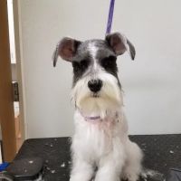 VCA All About Pets Animal Hospital ico