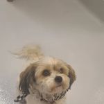 Ardenwood Pet Hospital