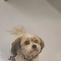 Ardenwood Pet Hospital ico