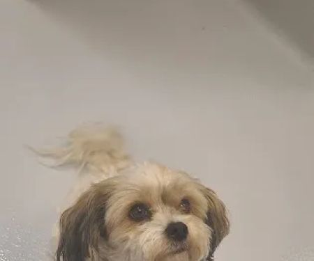 Ardenwood Pet Hospital