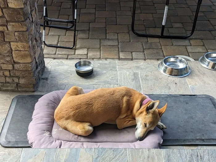 Peaceful Pathways In-Home Pet Hospice and Euthanasia Picture 9