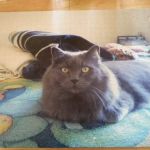 Peaceful Pathways In-Home Pet Hospice and Euthanasia