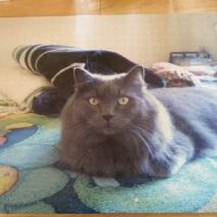 Peaceful Pathways In-Home Pet Hospice and Euthanasia ico