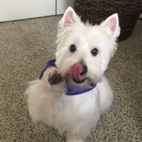 Sunbury Veterinary Clinic ico