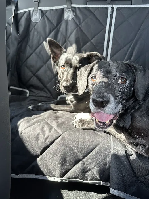 Lago Vista Animal Clinic Picture 5