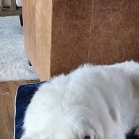 Lago Vista Animal Clinic ico