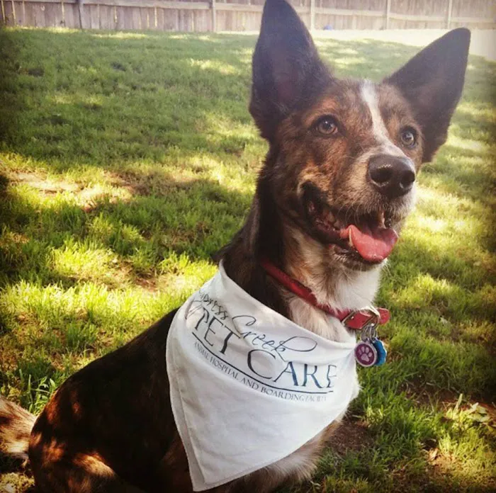 Cypress Creek Pet Care, A Thrive Pet Healthcare Partner Picture 9