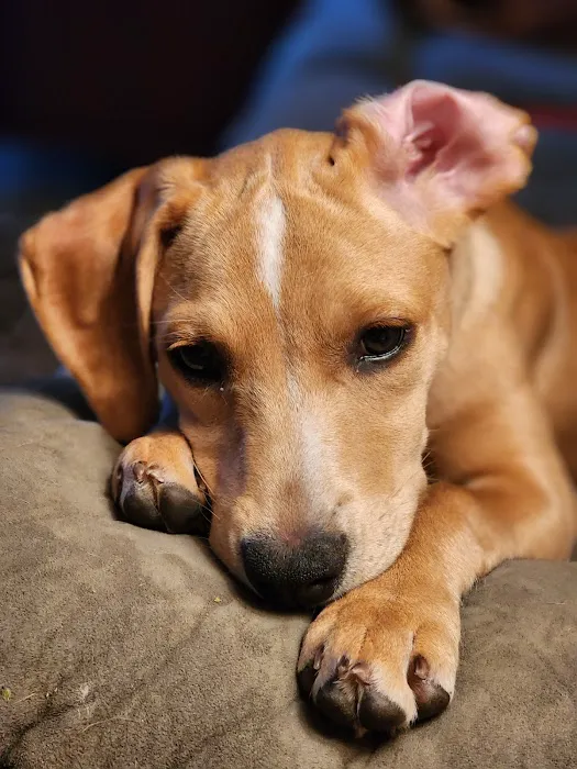 Cypress Creek Pet Care, A Thrive Pet Healthcare Partner Picture 8