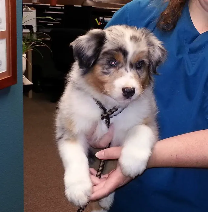 Cypress Creek Pet Care, A Thrive Pet Healthcare Partner Picture 5