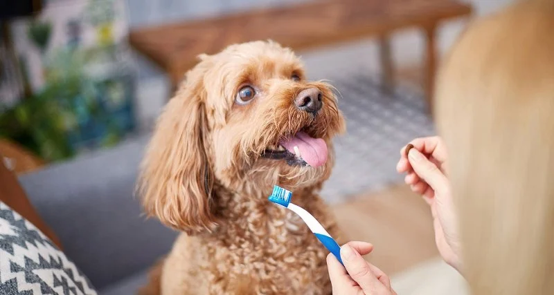 How Often Should You Brush Your Dog’s Teeth? Essential Tips for Pet Dental Care