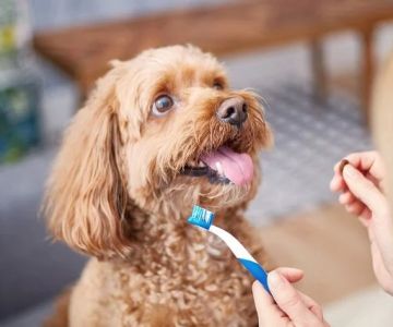How Often Should You Brush Your Dog’s Teeth? Essential Tips for Pet Dental Care
