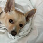 Sunset Canyon Veterinary Clinic