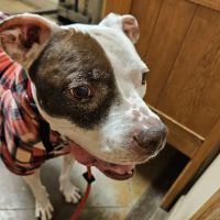 Sunset Canyon Veterinary Clinic: Menigo Erin DVM ico