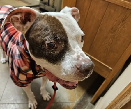 Sunset Canyon Veterinary Clinic: Menigo Erin DVM