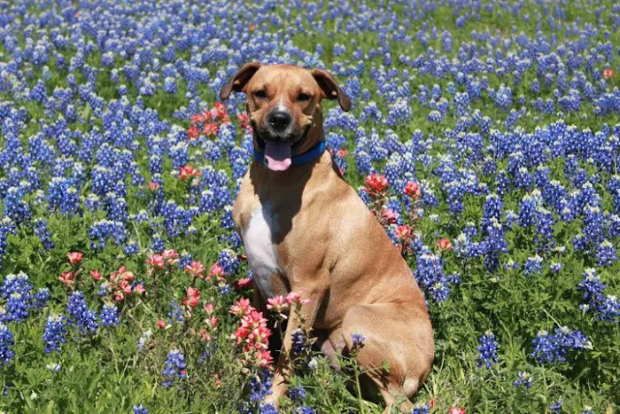 Lone Star Animal Hospital Picture 6