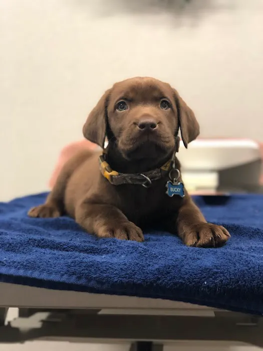 Lone Star Animal Hospital Picture 2
