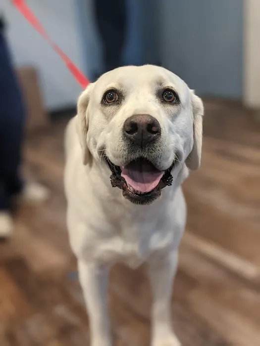 Lone Star Animal Hospital Picture 9