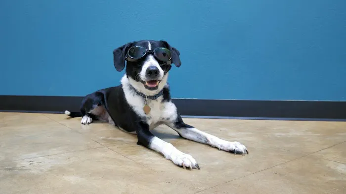 Dripping Springs Animal Hospital Picture 1