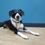 Dripping Springs Animal Hospital