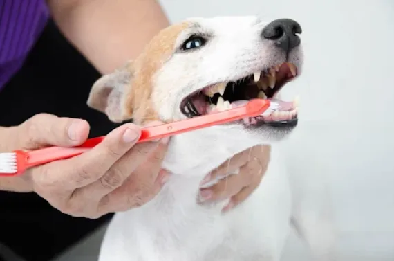 Founders Animal Hospital Picture 5