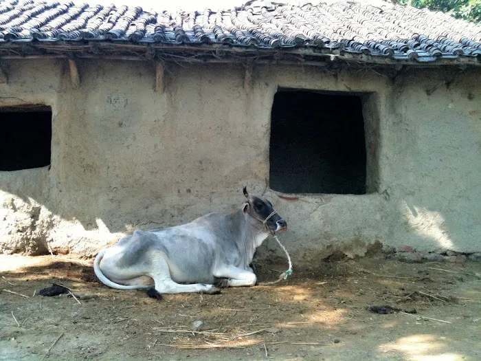 Vital Animal The Natural Path Picture 10